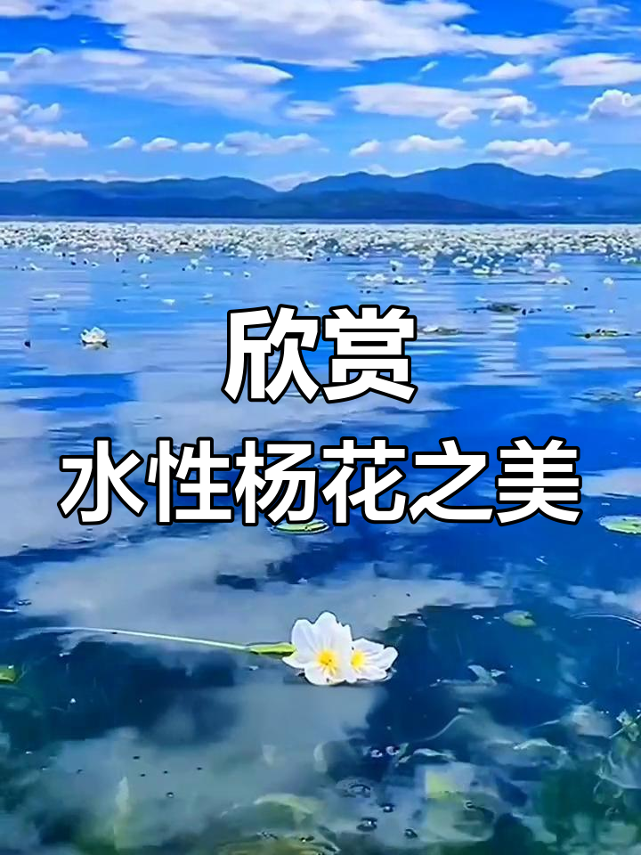 水性杨花:波叶海菜花的美丽与随波逐流