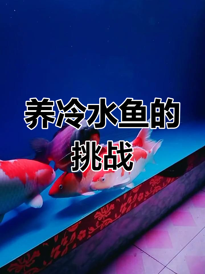 锦鲤难养,红鲫鱼虽易活但观赏性不足
