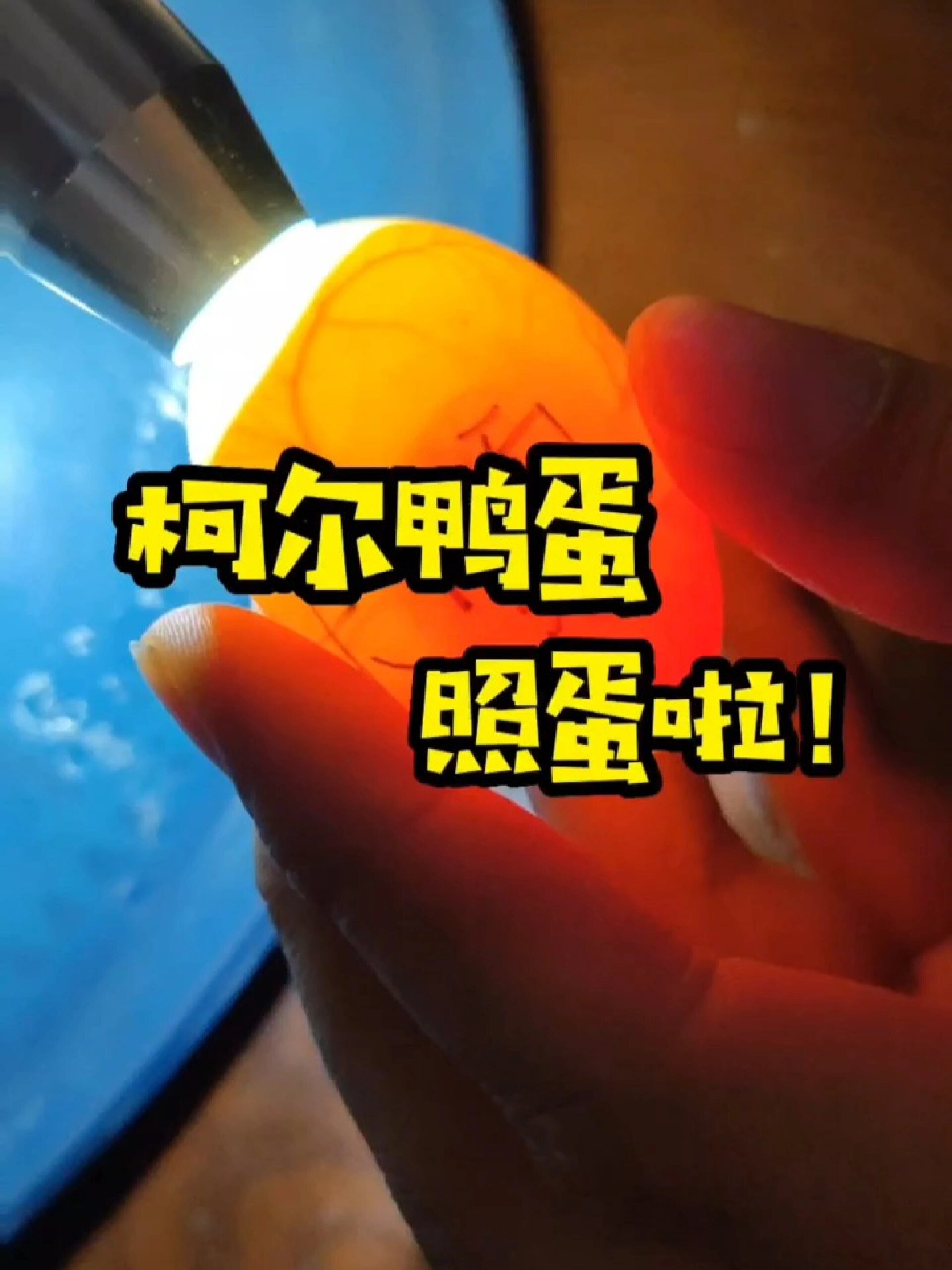 柯尔鸭蛋孵化有一周了,今天可以照蛋啦!