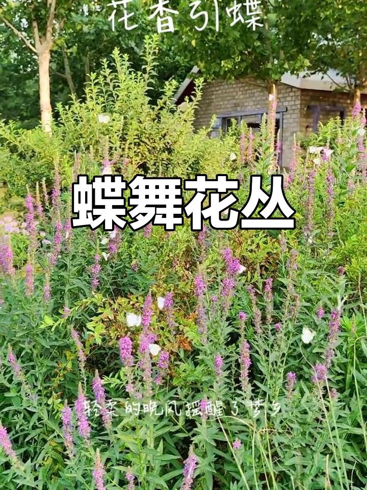 晨间公园,蝴蝶飞舞,千屈菜花海中采蜜,美景难得一见