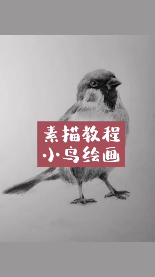画一只素描小小小小鸟