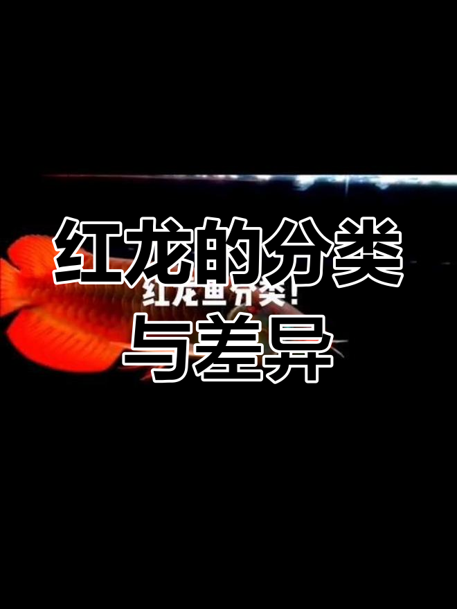 红龙鱼种类解析:原产地与改良版