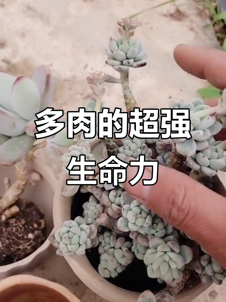 多肉植物的生命力惊人,忘了浇水也能活几个月