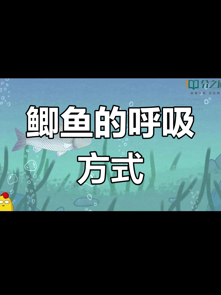 鲫鱼如何用腮呼吸?揭秘鱼类呼吸的奥秘
