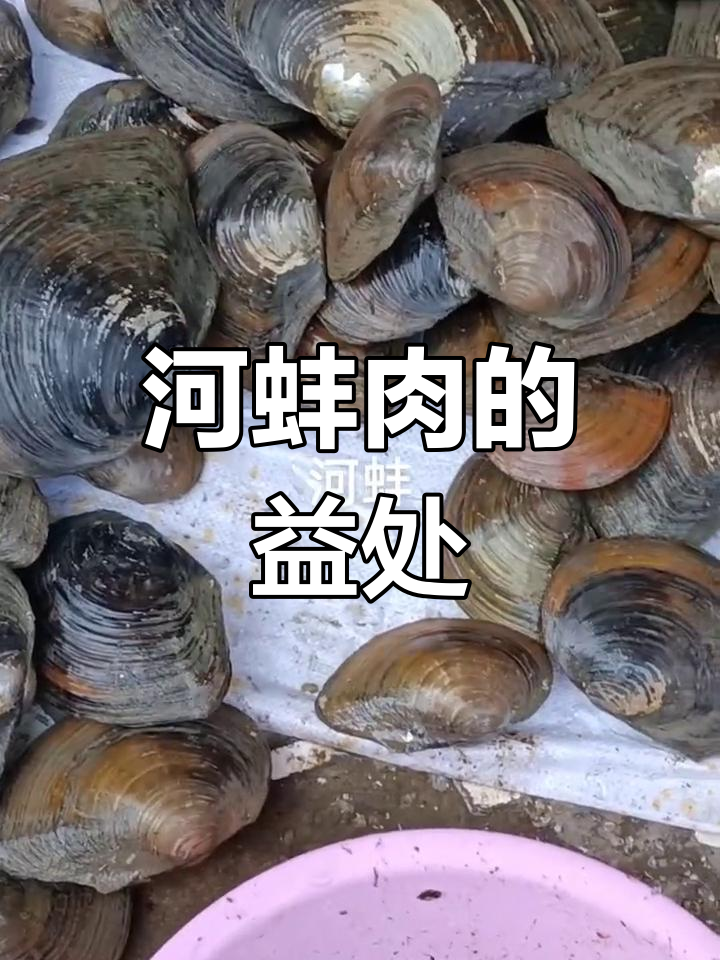 河蚌肉的营养功效与作用