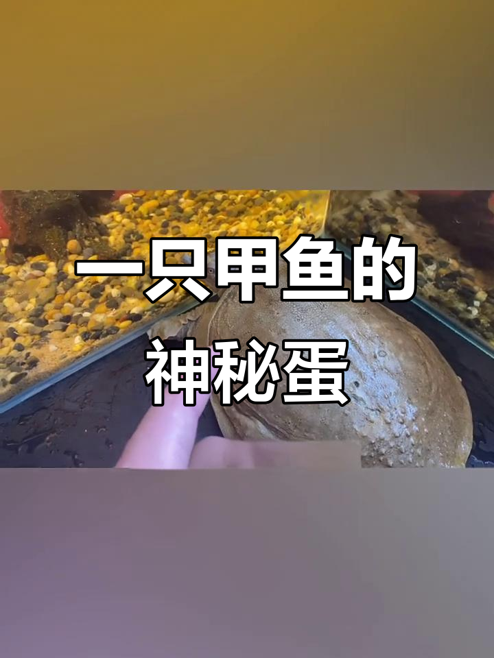 甲鱼下蛋,竟然只有一个!花纹奇特让我怀疑是不是变异了