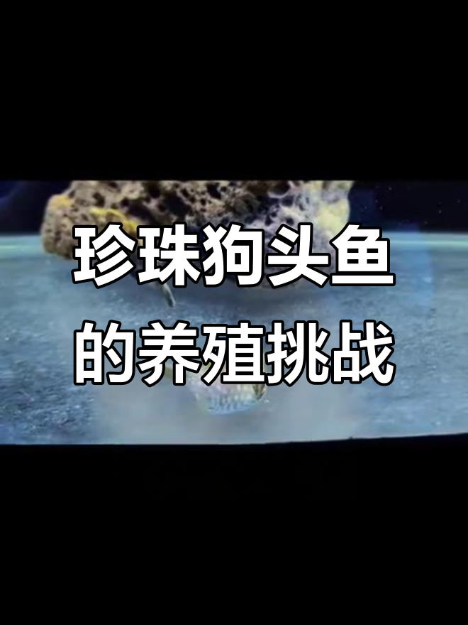 珍珠狗头鱼:凶猛海水肉食性,饲养难度三颗星