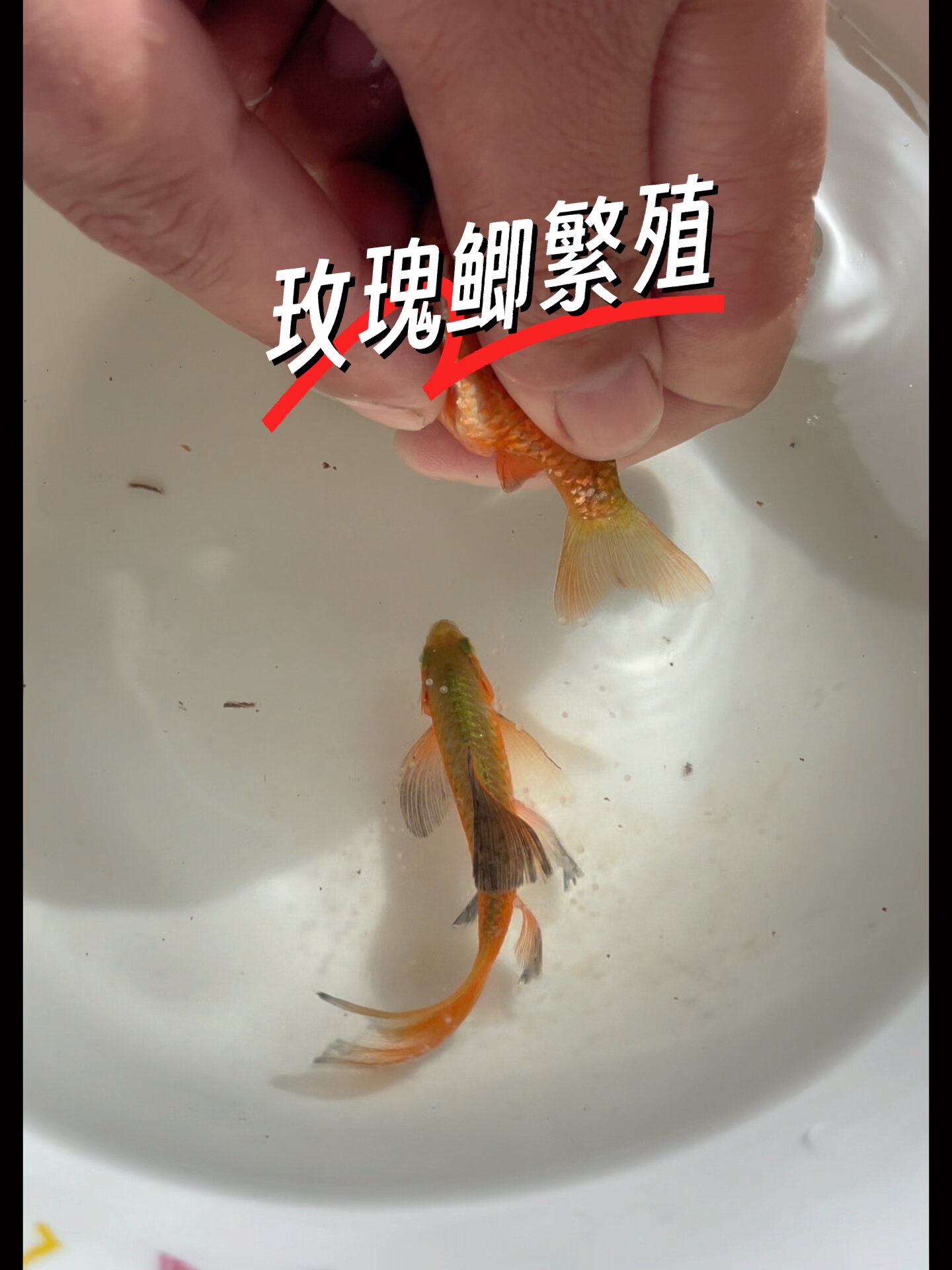 玫瑰鲫繁殖