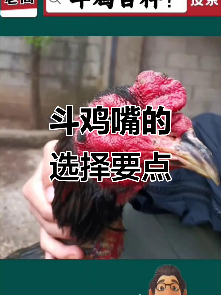 斗鸡嘴的优缺点分析:如何挑选一只好斗鸡