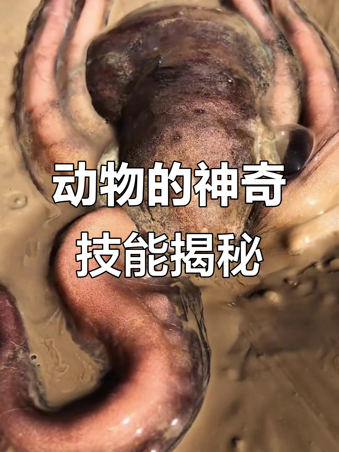 章鱼、大象、灵长类动物,这些特殊技能你知道吗?