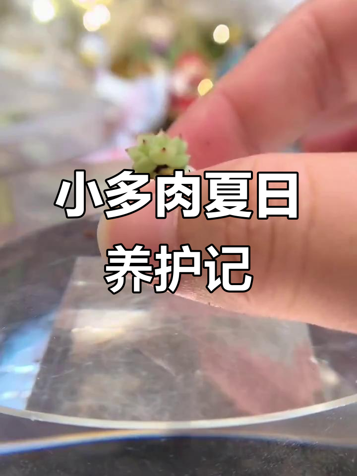 夏季多肉休眠,但有些仍在生长!小多肉的成长与养护全过程
