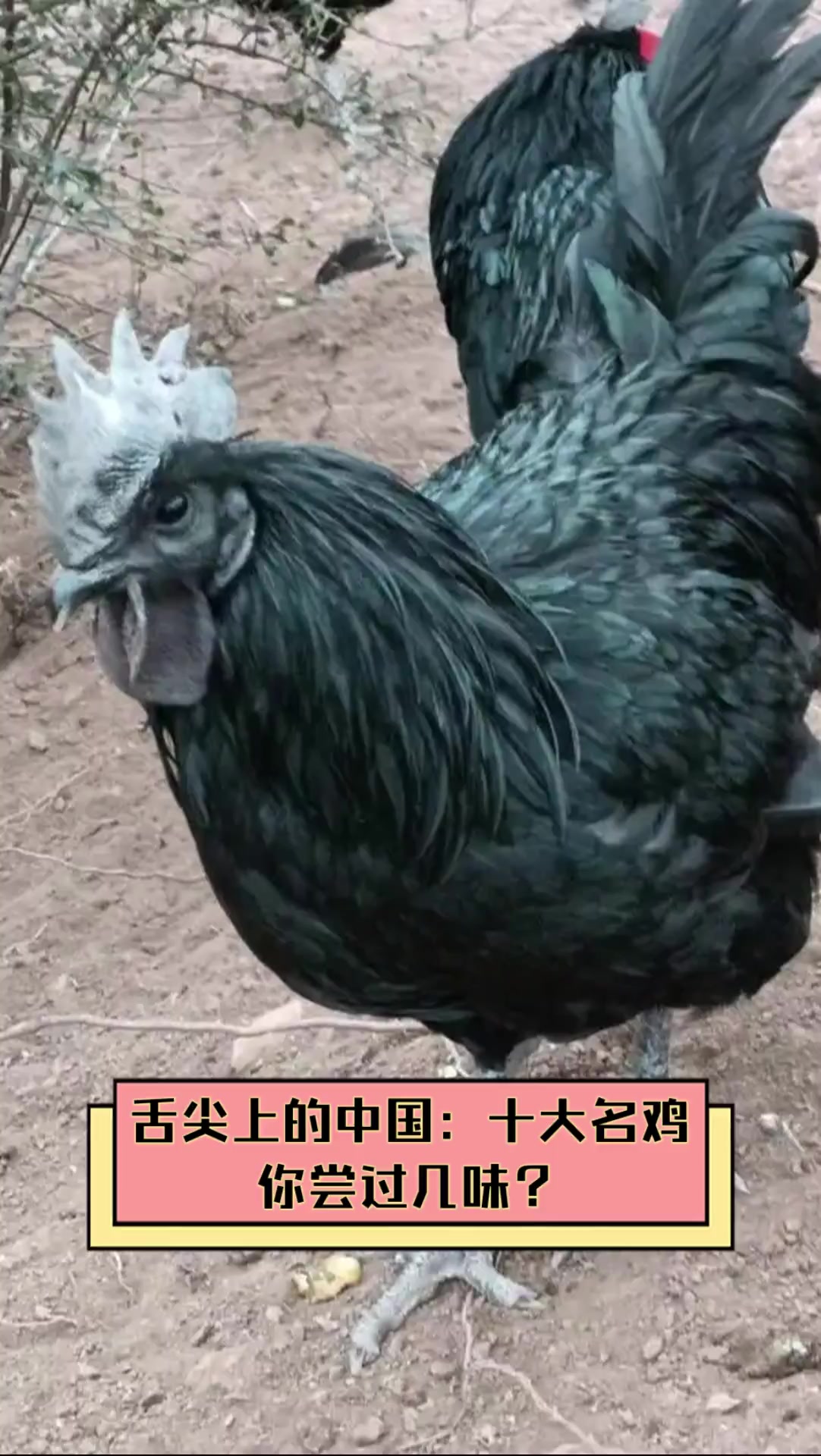舌尖上的中国:十大名鸡,你尝过几味?