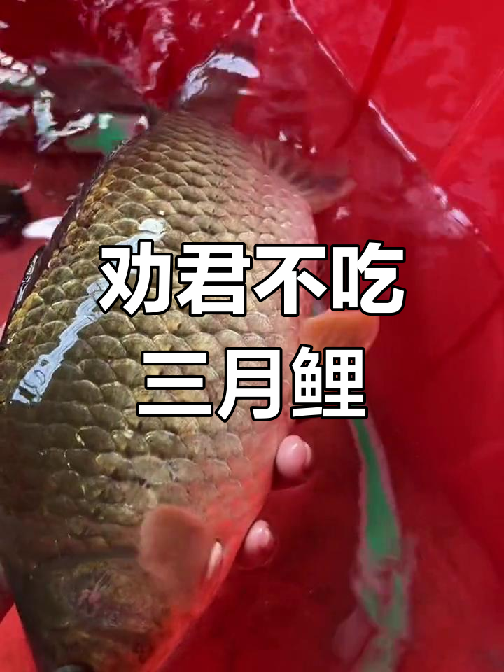 四月放生母鲫鱼,愿与鱼籽团聚