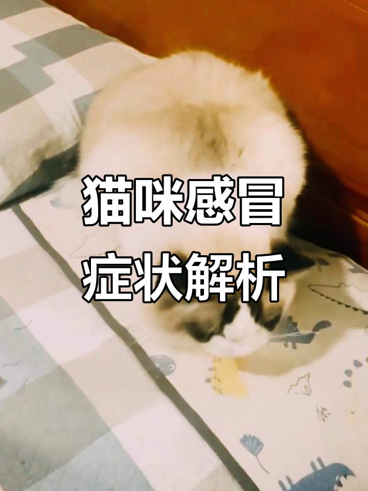 猫咪咳嗽、流鼻涕,可能是呼吸道感染的信号
