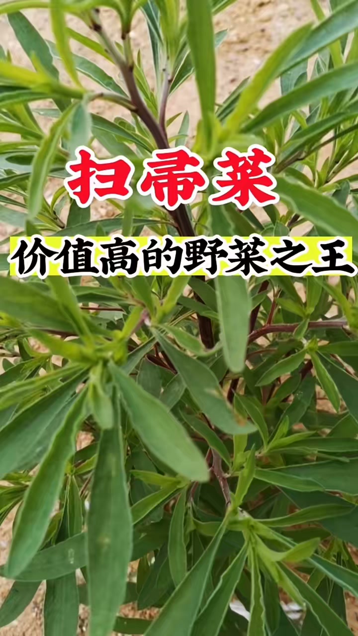 扫帚菜又被称为野菜之王