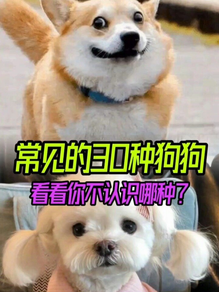 最常见的30种狗狗宠物品种推荐