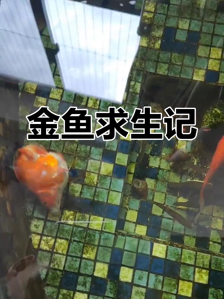 金鱼失去尾巴,紧急制作“游泳圈”救它一命!