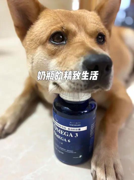 想拥有滋养光亮皮毛萌宠,撸起来就是毛茸茸的,也不掉毛,购绝魅(犬用)深海鱼油软胶囊