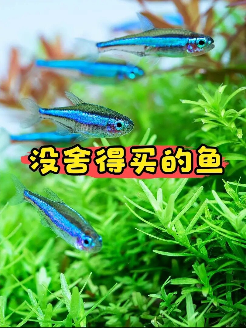 绿莲灯鱼,50条我买不起,还是宝莲灯鱼便宜