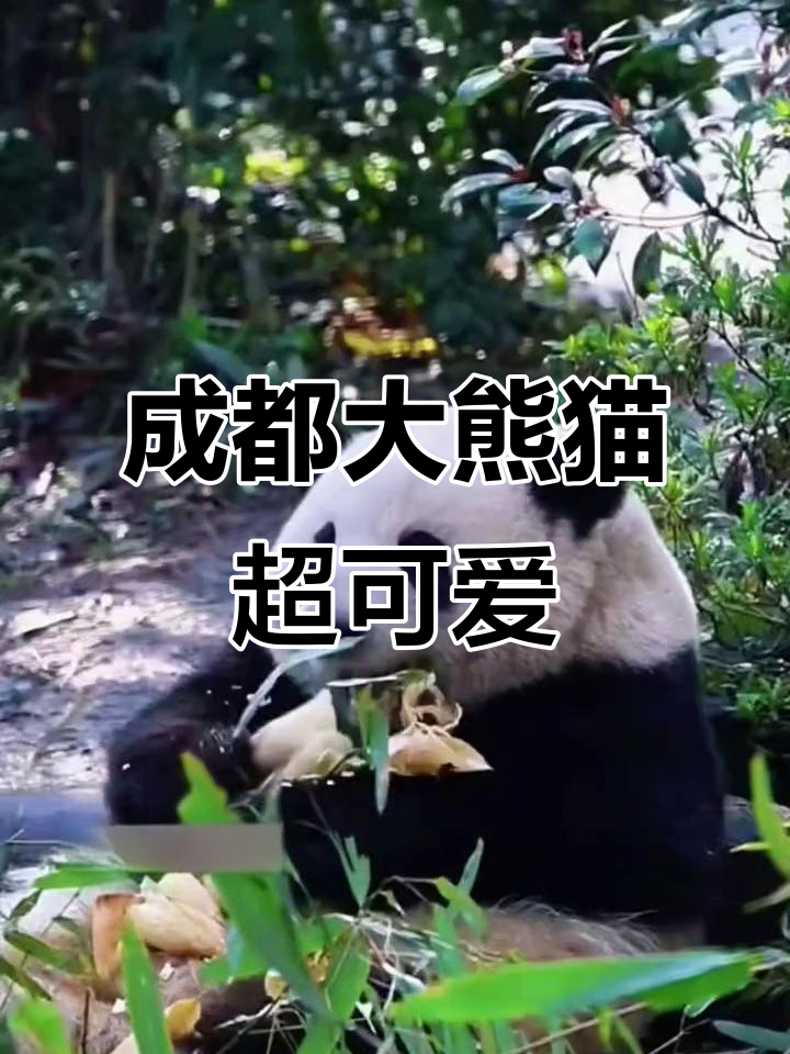 大熊猫基地欢乐时光,鸡腿粉和葛小花一起萌翻全场