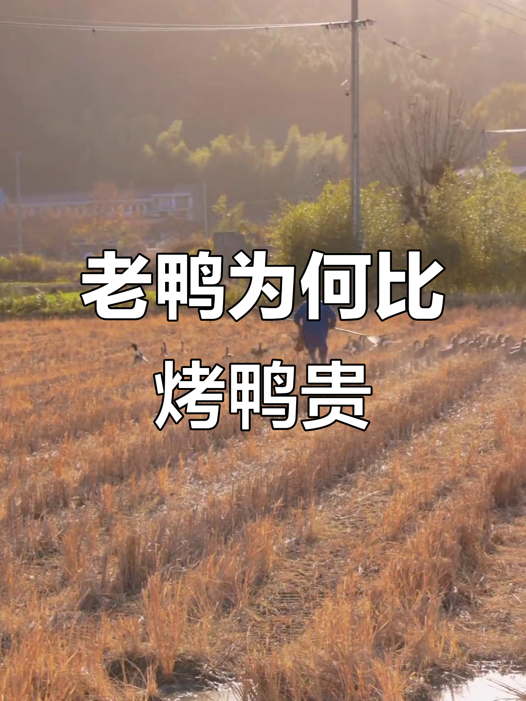 为什么土鸡老鸭价格差距这么大?揭秘养殖成本与品质差异