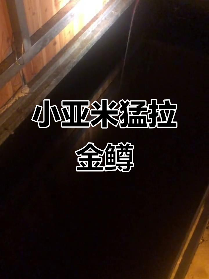 决战紧水第二天,小亚米狂拉金鳟!