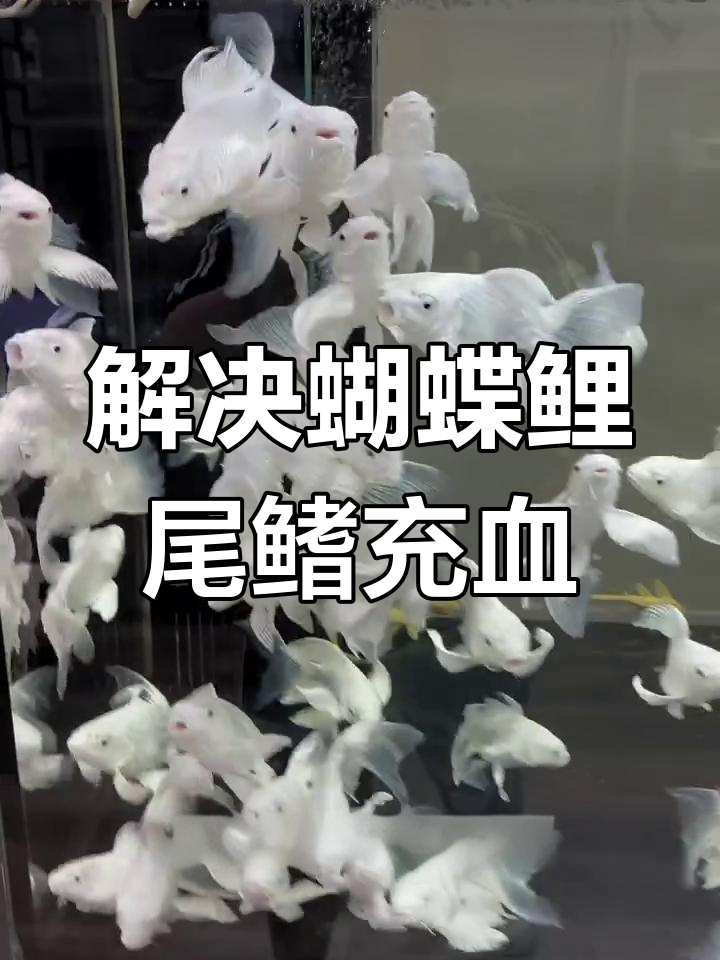 蝴蝶鲤尾鳍充血的四大原因及解决方法
