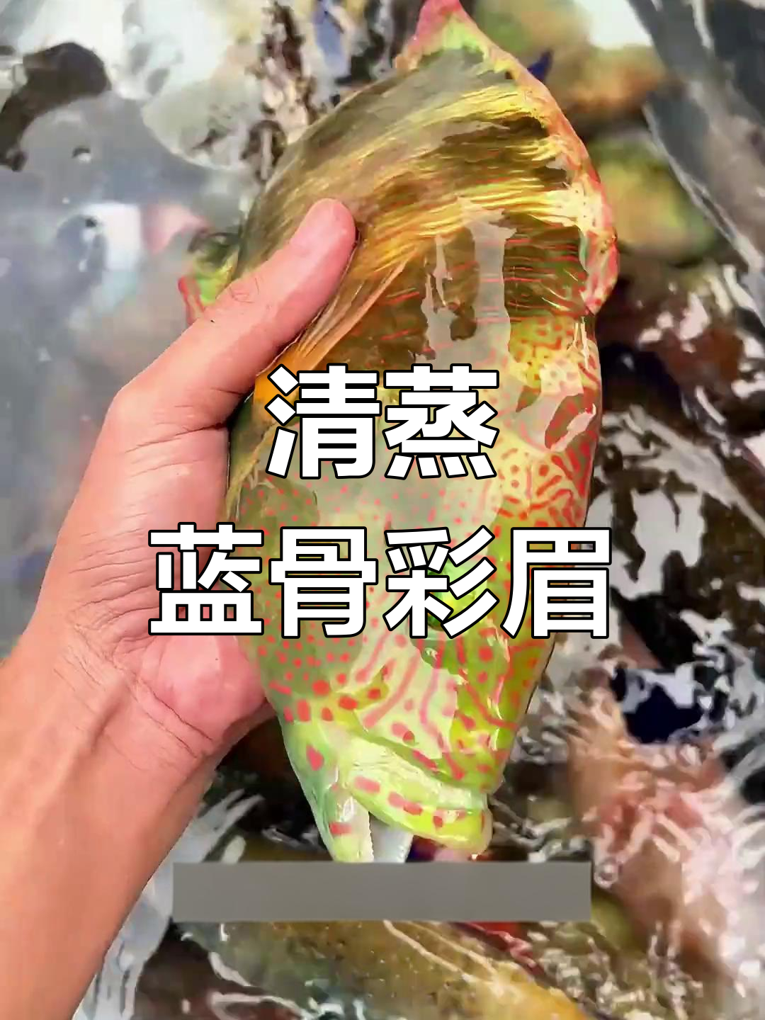 蓝骨彩眉:南海清蒸美味