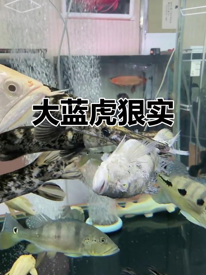 混养大蓝虎吃鱼鳞,太凶猛了!
