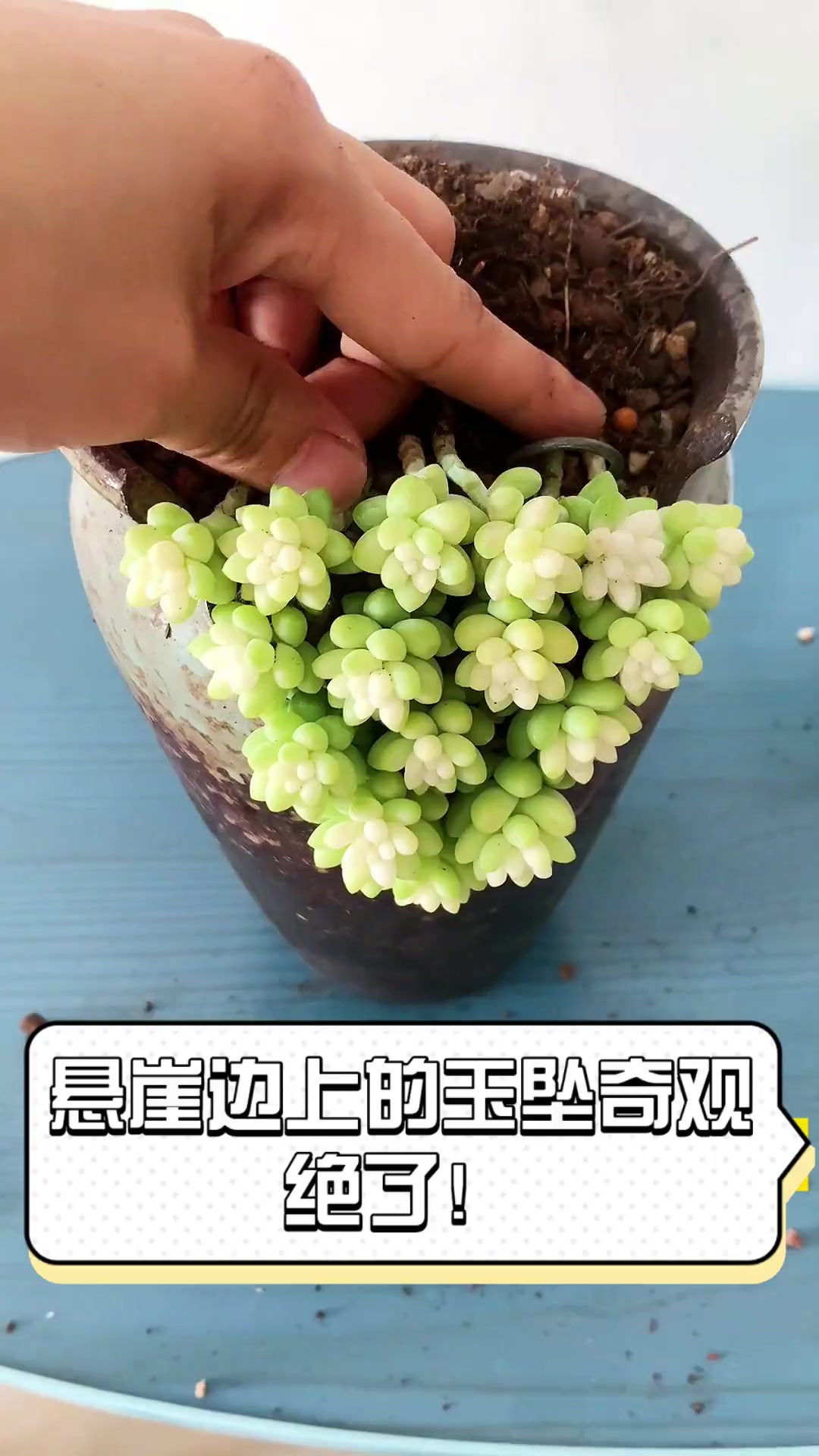 悬崖边上的玉坠奇观,绝了!