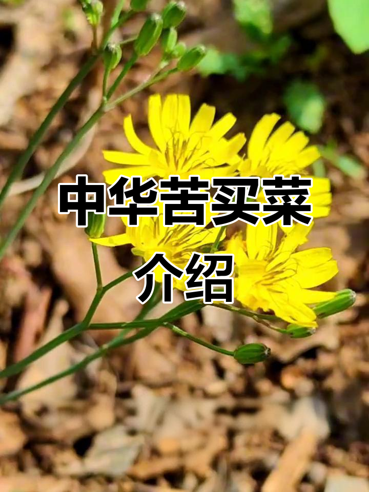 中华苦荬菜:菊科草本植物,原产中国与俄罗斯等地