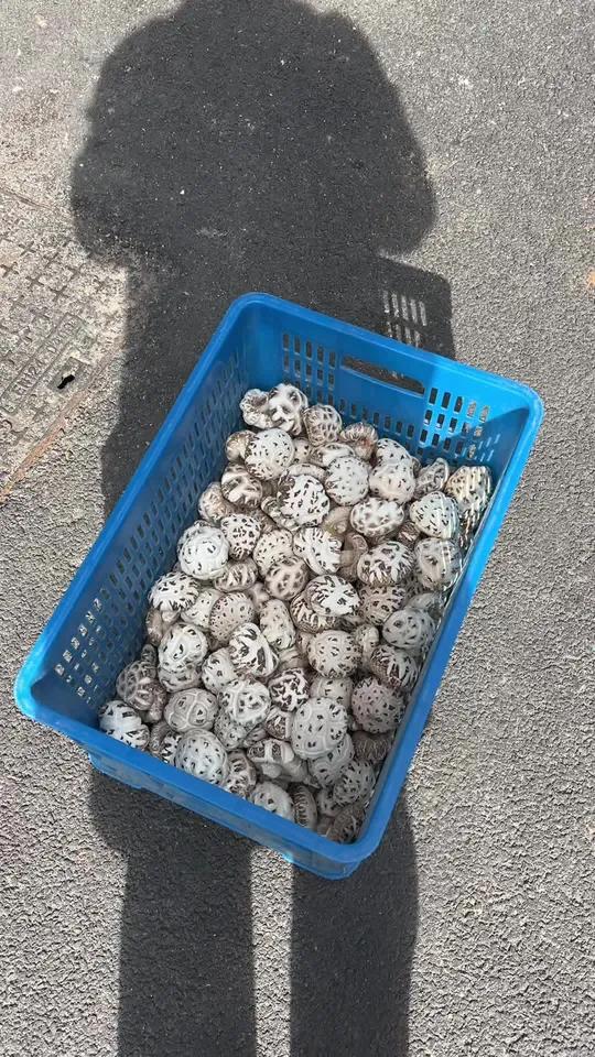天冷了,喜欢煲汤的姐妹,不要错过随州农家头茬冬花菇!山珍进锅百味生,白菌落尘鲜汤成!冬花菇