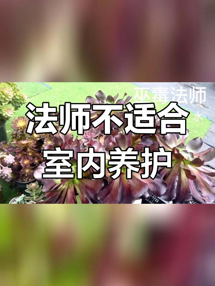 室内养法师多肉,变丑又臭脚