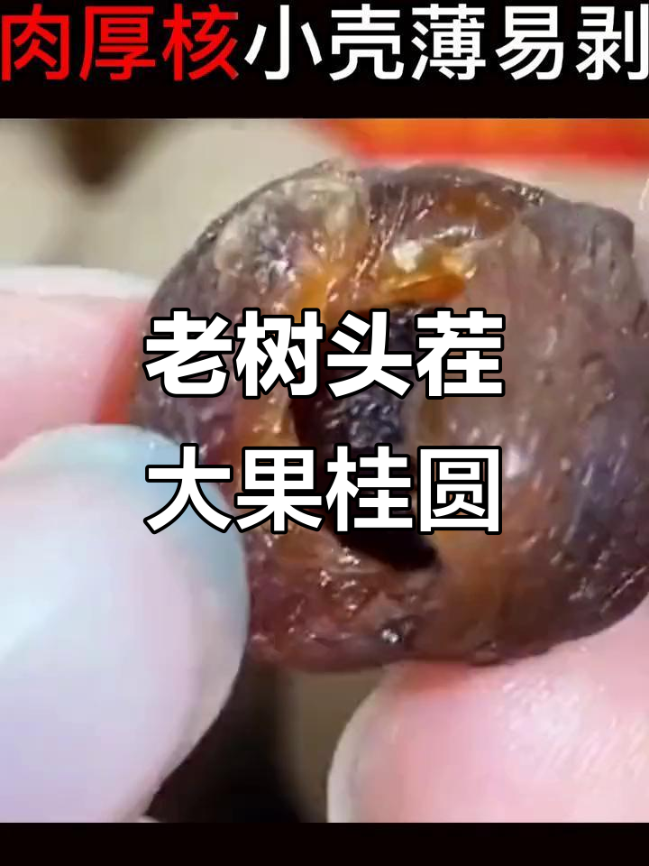 博白老树桂圆干,肉厚甘甜软糯,耐煮又好吃