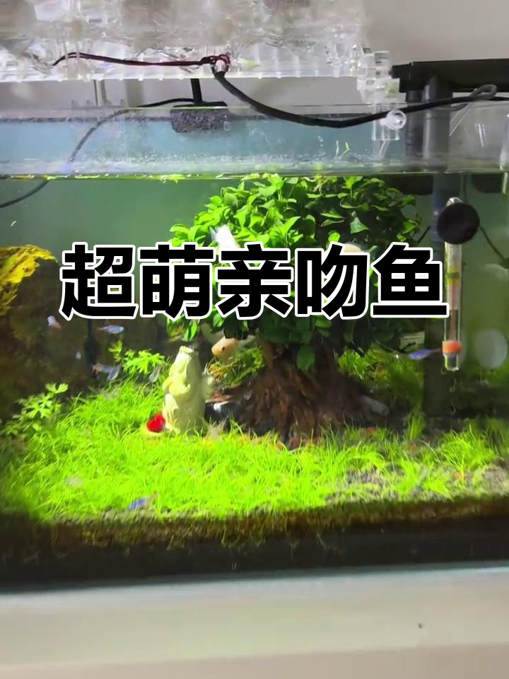 亲吻鱼竟然这么可爱