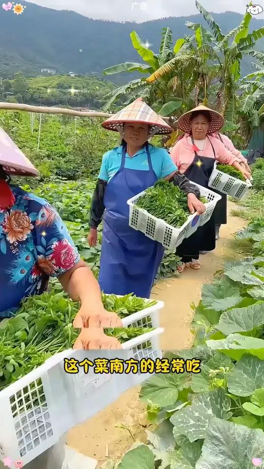 这个菜您吃过吗