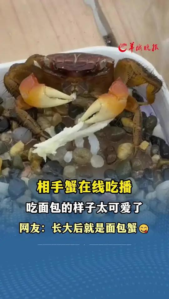 相手蟹在线吃播 吃面包的样子太可爱了 网友:长大后就是面包蟹 小羊拍客@(记者:王中杰;编