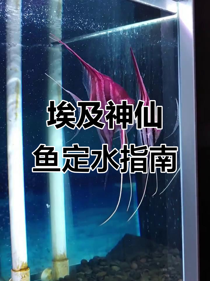 北方水质能养埃及神仙鱼吗?定水技巧大公开
