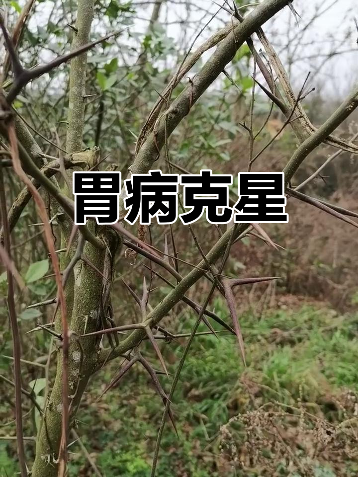 仙人球炖猪肚,据说能治胃病,搭配皂角刺效果更佳!