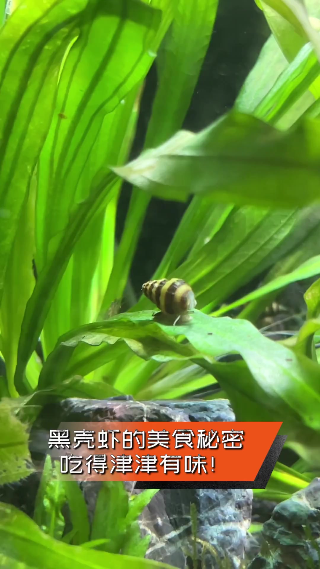 黑壳虾的美食秘密,吃得津津有味!