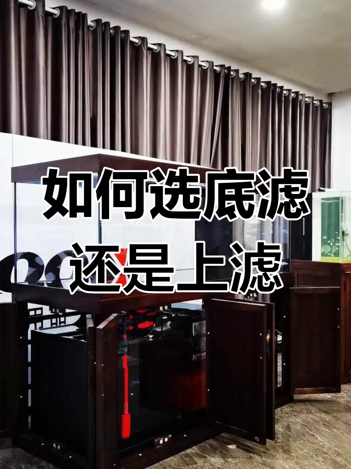 底滤与上滤鱼缸选择指南,哪个更适合你?