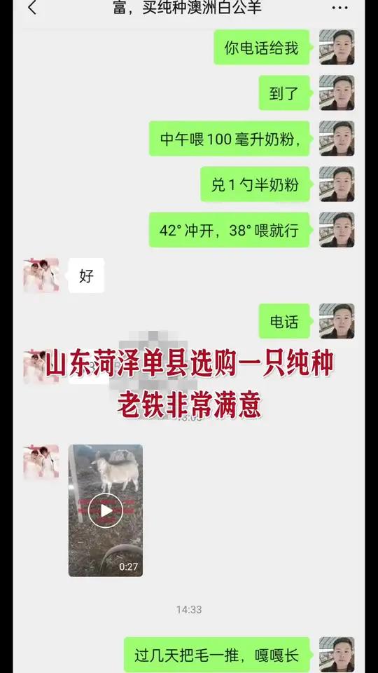 山东菏泽大哥很满意,纯种澳洲白种羊小公羊诚信做人,用心养羊,谢谢支持 澳洲白绵羊