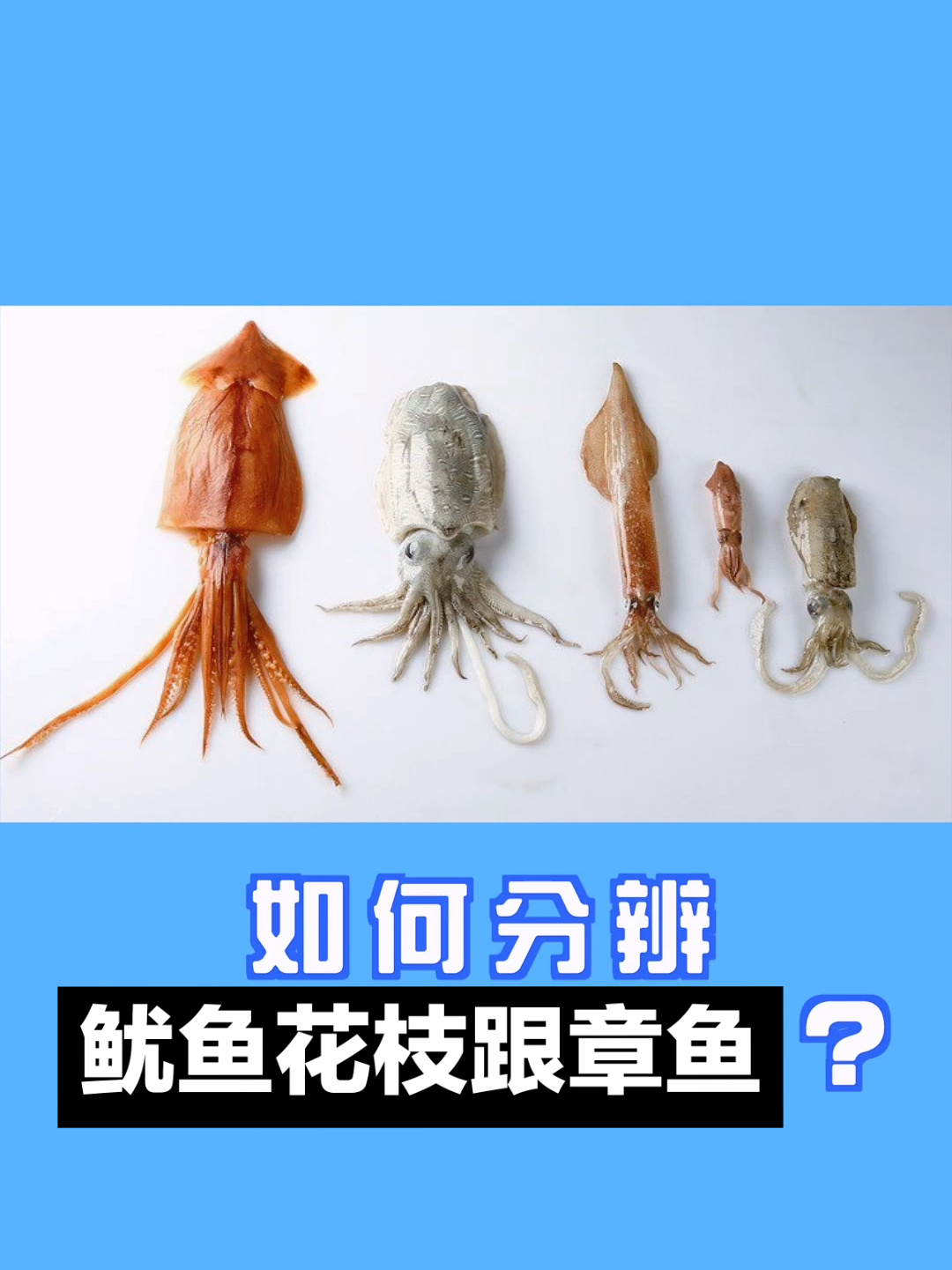如何分辨鱿鱼、花枝、章鱼?