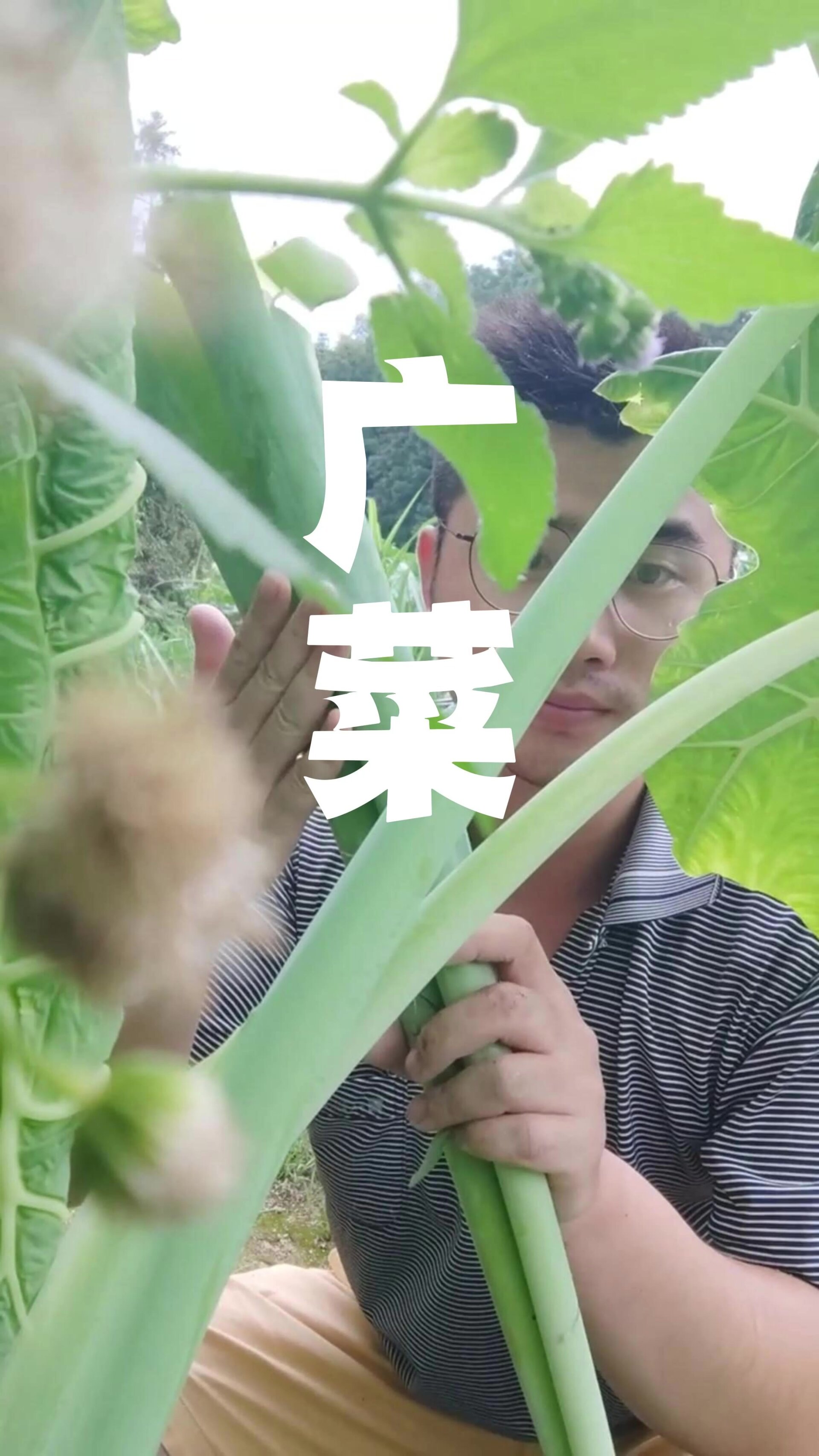 南方人超爱的广菜来了!