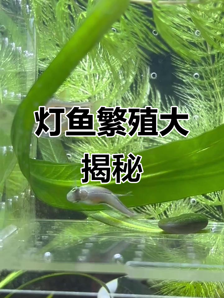 灯鱼繁殖难不难?分享你的成功经验,结果如何?