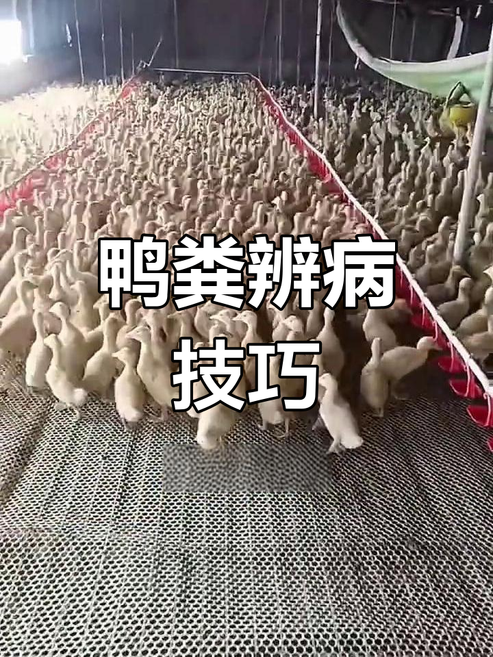 鸭子粪便颜色能预警疾病,学会这些你也能判断