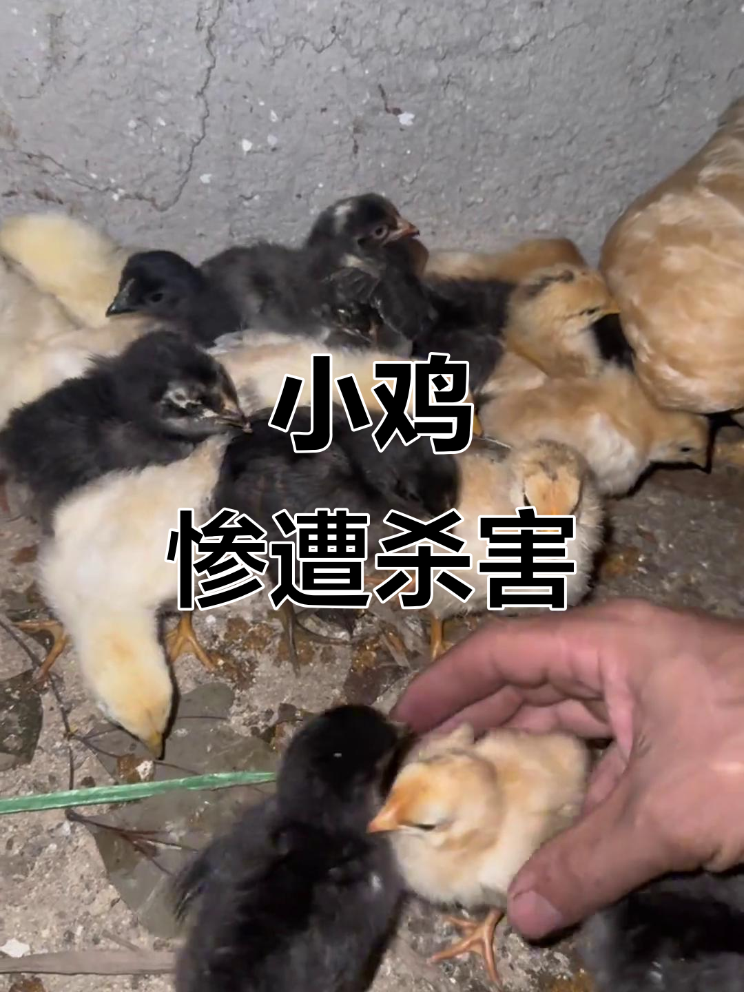 十几只小鸡一夜被杀,凶手竟是老鼠?