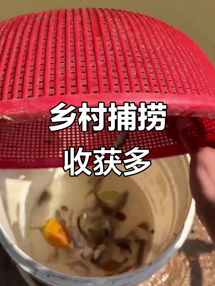 乡村抓鱼大丰收,七彩鱼和黄金胡子鱼满满一篮子