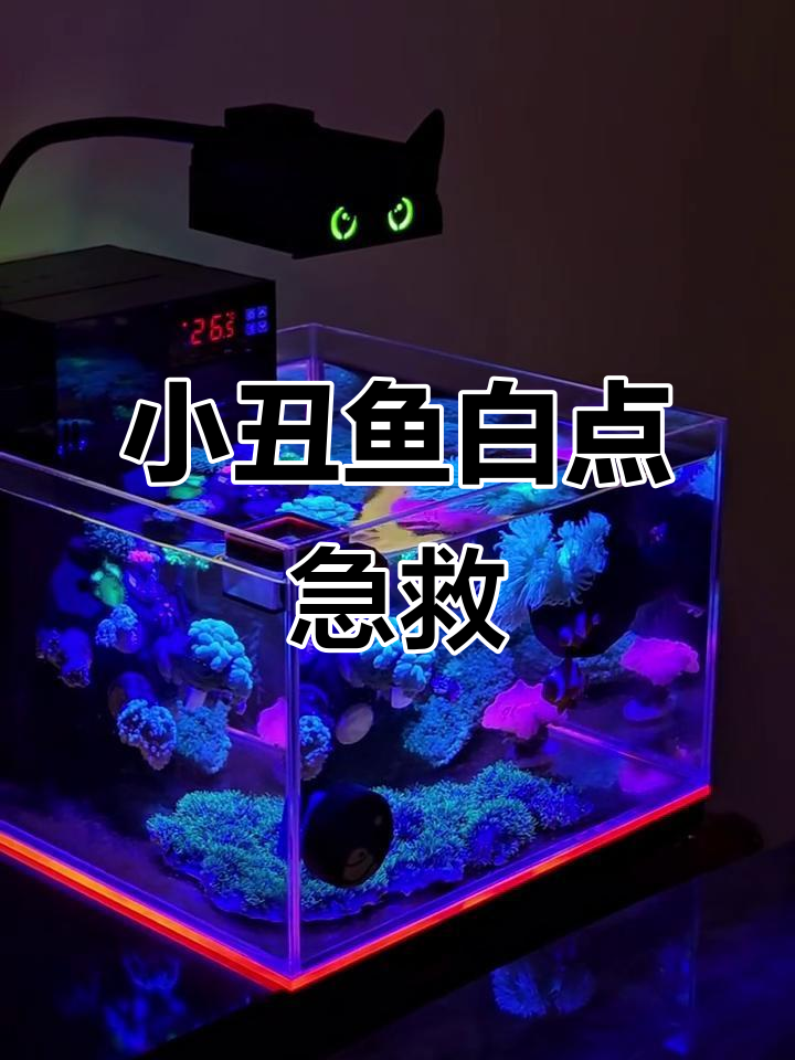 小丑鱼白点病成功治愈,恢复活力