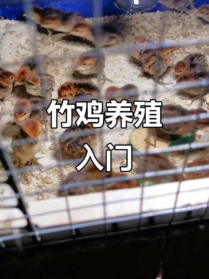 竹鸡养殖:人工繁殖与小鸡苗培育技巧
